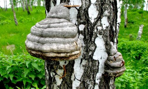 Методы лечения хронической ангины народными средствами